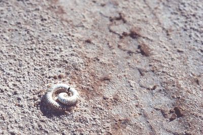 High angle view of a animal eye