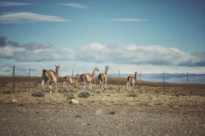 Guanacos in a field