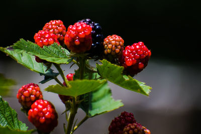 Close-up of blackberries