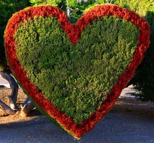 Close-up of heart shape made of plant