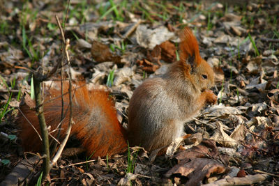 Squirrel on field