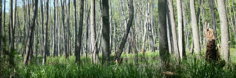 View of trees in forest