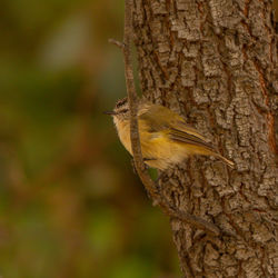 Close-up of bird perching on tree trunk