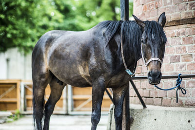 Horse standing in ranch