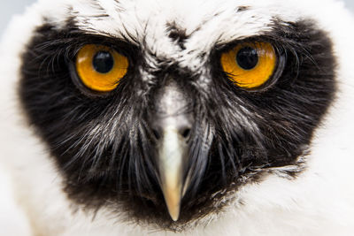 Close-up portrait of owl