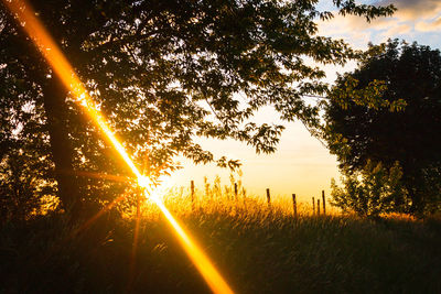 Trees on field against sky at sunset