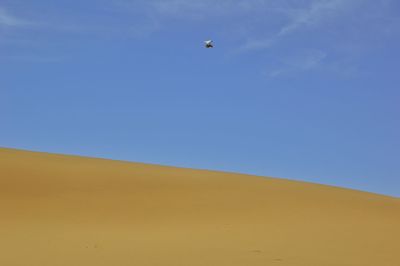 Low angle view of a bird flying over desert