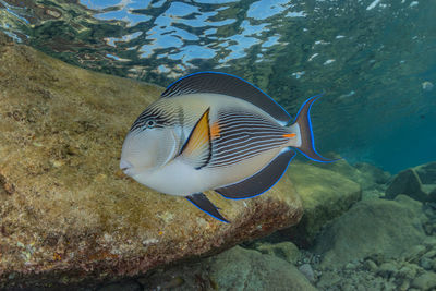 Close-up of fish in sea