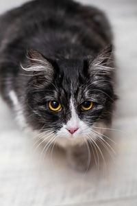 Close-up portrait of black cat