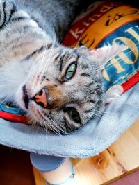 Close-up portrait of a cat