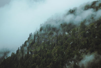 Panoramic shot of foggy trees on mountain against sky - mittersill, austria