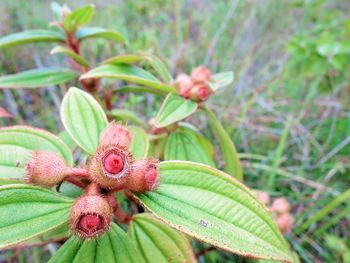 Close-up of plant