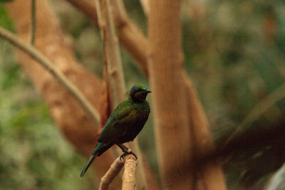 Close-up of bird perching on tree