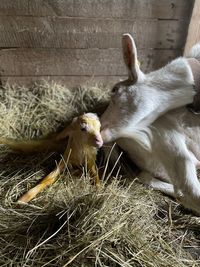 Close-up of two cats