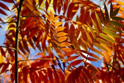 Close-up of autumn leaves