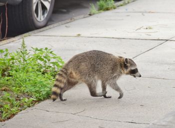 Side view of a cat on footpath
