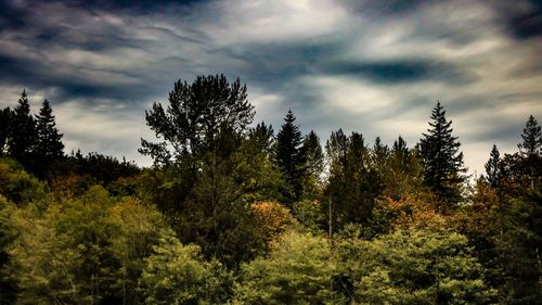 Low angle view of pine trees in forest against sky