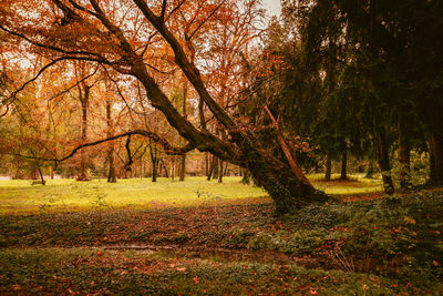 Trees in park