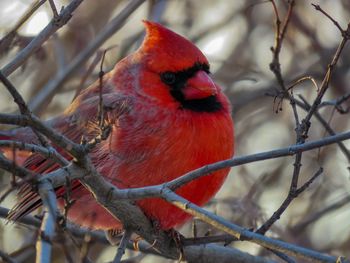 Close-up of bird perching on branch