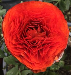 Close-up of red rose