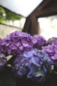 Close-up of purple hydrangea blooming outdoors