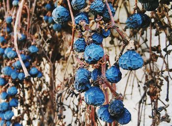 Close-up of dry fruits hanging on field