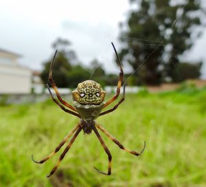 Close-up of spider on web