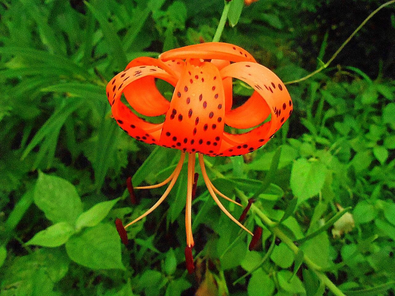 growth, plant, green color, leaf, nature, beauty in nature, forest, red, fragility, orange color, freshness, flower, close-up, high angle view, day, outdoors, field, no people, tranquility, natural pattern