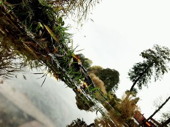 Low angle view of tree against sky