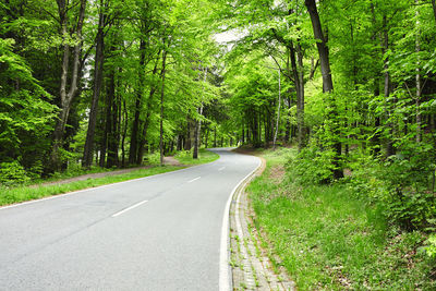 Road amidst trees in forest