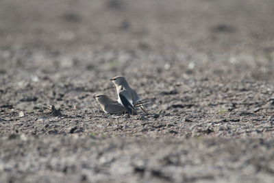 Close-up of bird on dirt road