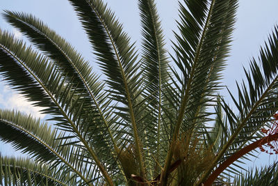 Low angle view of palm trees against sky