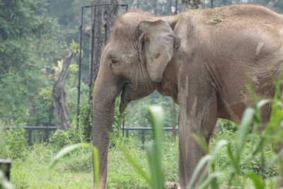 Elephant in forest