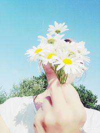 Close-up of hand holding white flowering plant against sky