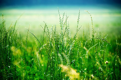 Close-up of wheat field