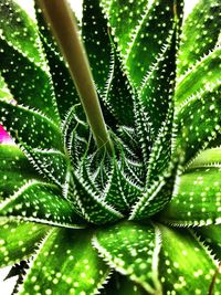 Close-up of fresh green plant