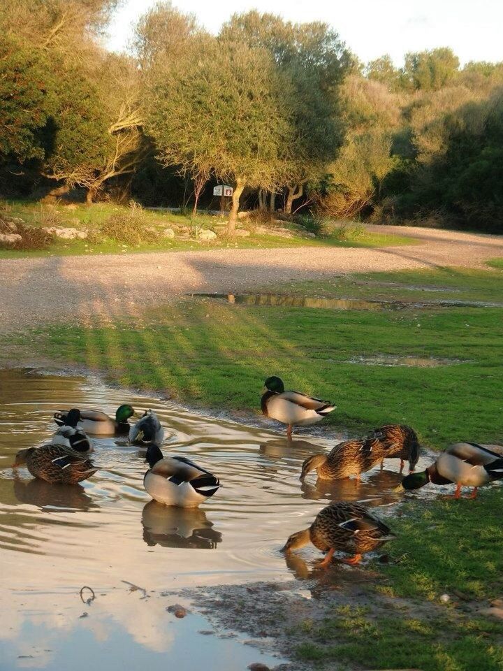 animal themes, bird, animals in the wild, wildlife, duck, grass, water, tree, medium group of animals, nature, domestic animals, mammal, green color, field, lake, day, outdoors, flock of birds, two animals