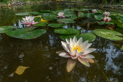 Close-up of white water lily