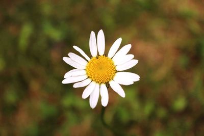 Close-up of blooming outdoors