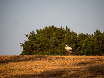 Bird on a field