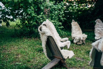 Wooden chairs with sheepskins standing in circle on meadow