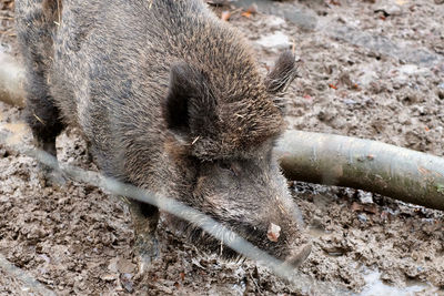 High angle view of a horse drinking water