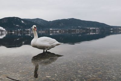 Swans on a lake