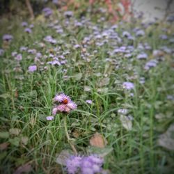 Close-up of purple flowering plants on field