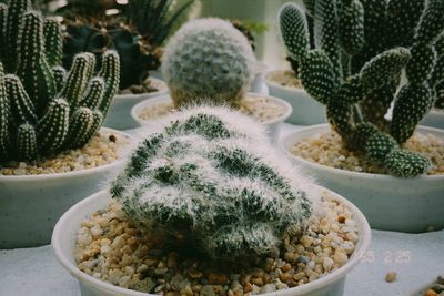 Close-up of succulent plants