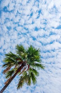 Low angle view of palm tree against sky