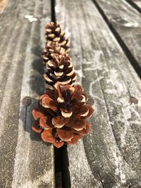 High angle view of pine cone on wood