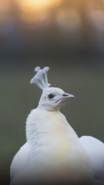 White peacock animal portrait