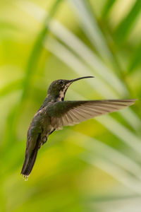 Close-up of hummingbird flying against blurred background