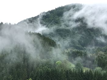 Scenic view of trees in forest against sky